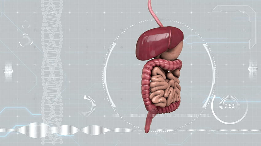 Dans l'avenir de la gastro-entérologie avec les tests de digestibles et de microbiome, système digestif Fond d'écran HD