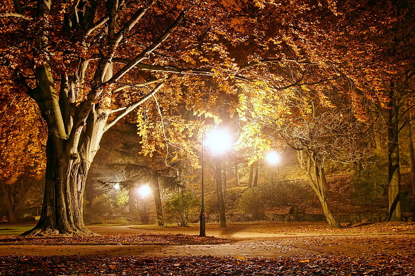 autumn, lights, park, night, fall. .ua HD wallpaper