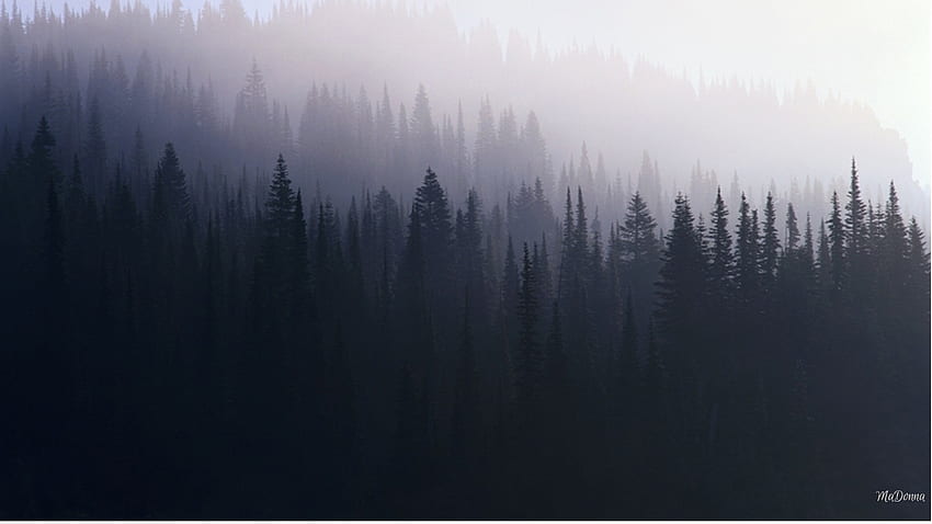 Shadow Forest Rano, mgła, cienie, mgła, czerń i biel, drzewa, las, motyw Firefox Persona Tapeta HD