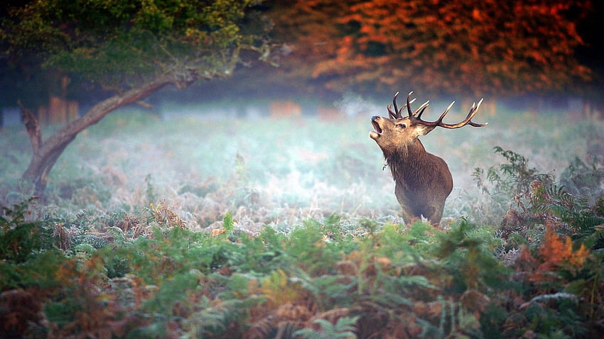 Animals, Trees, Grass, Fog, Fear, Deer HD wallpaper