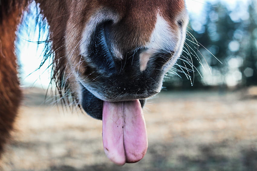 Animals, Horse, Nose, Language, Tongue HD wallpaper