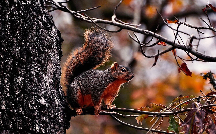von Tieren in der Herbstsaison. Tier, Laubwald Herbstsaison und kleines Eichhörnchen. Eichhörnchen, Herbsttiere, Tiere, süße Herbsttiere HD-Hintergrundbild