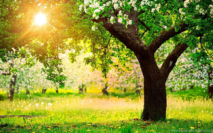 Zielone Tło Drzewa Wybranego Tła, Natura Drzewa Tapeta HD