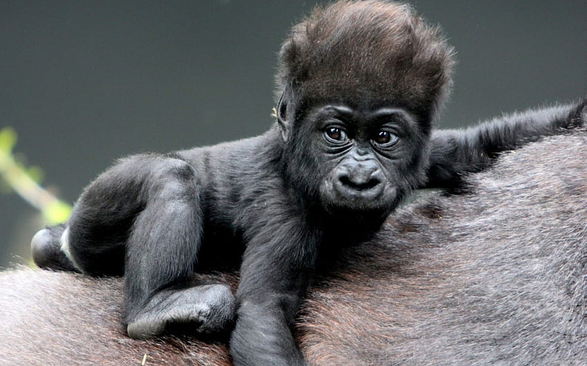 only a mother could love, back, could love, mothers, baby gorilla, , only, a mother HD wallpaper