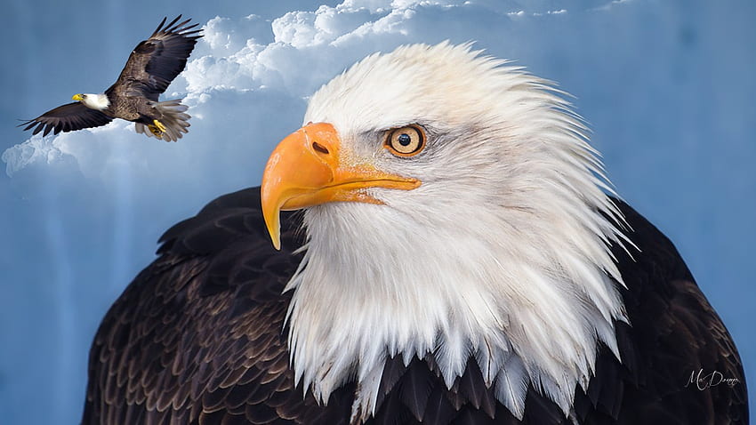 America's Eagles, Memorial Day, Bald Eagle, uccelli, politico, USA, patriottico, aquile, tema Firefox Persona, Stati Uniti d'America, Veterans Day, Independence Day, cielo Sfondo HD