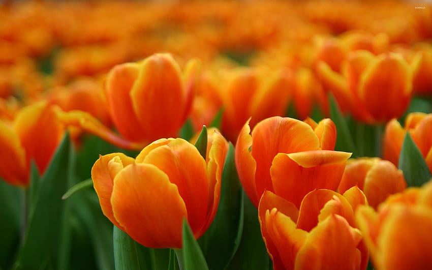 ยอดดอกทิวลิปสีส้ม ดอกทิวลิปสีส้ม ดอกไม้สวย สวนดอกไม้สวย ดอกทิวลิปสีส้ม วอลล์เปเปอร์ HD