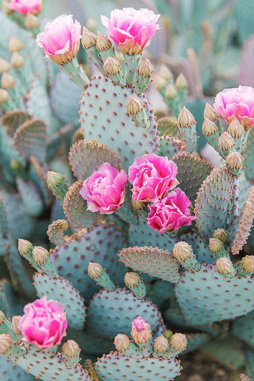 Drukarnia w 2020 r. Grafika kaktusowa, Estetyka kwiatowa, Tło kaktusowe, Kwiaty pustyni Tapeta na telefon HD