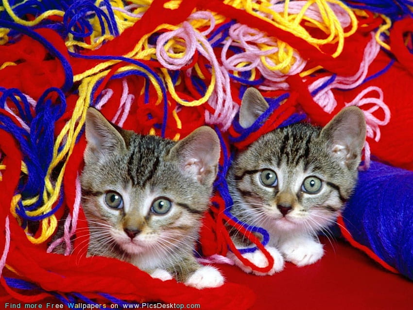 WERE TWO KITTENS AND WE NEED A HOME, cute, loveable, adorble, playful HD wallpaper