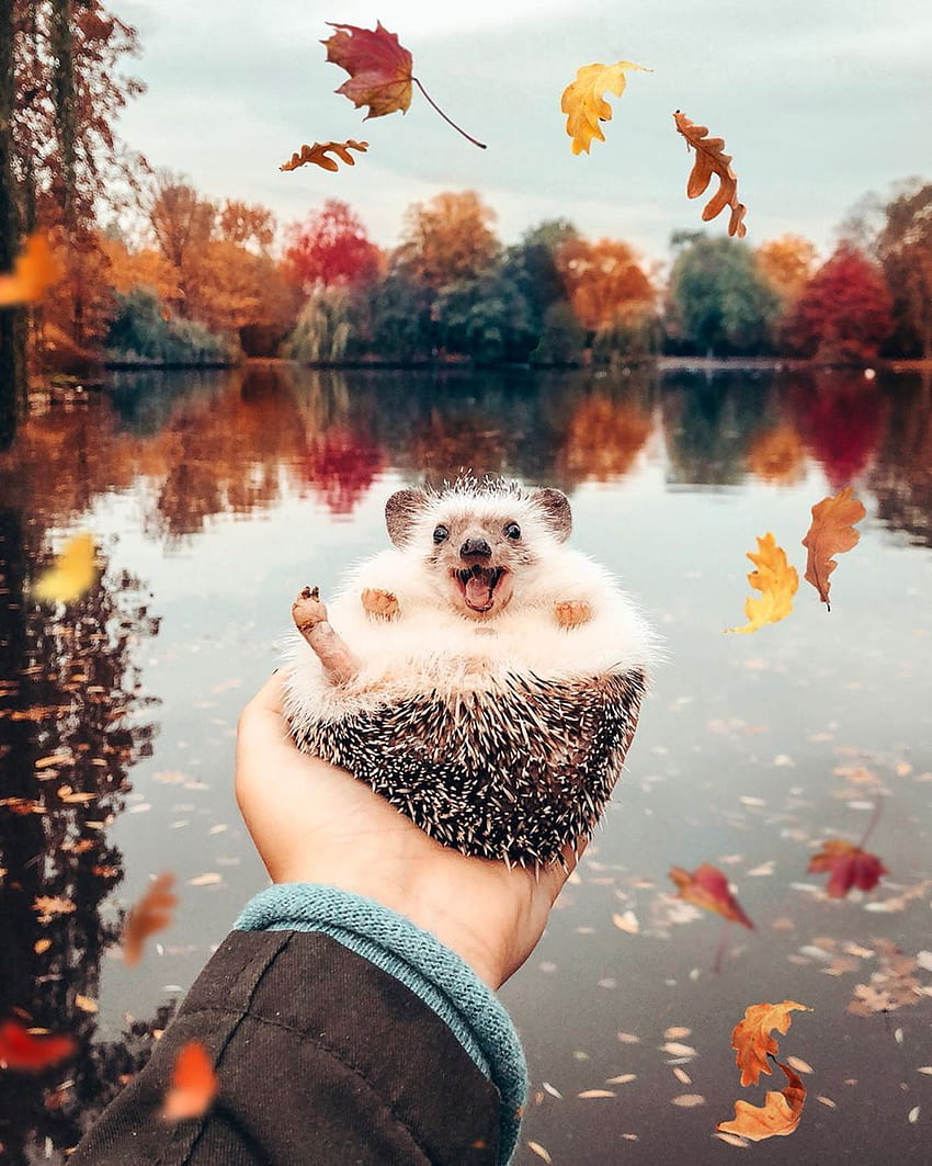 Hedgehog in autumn, Cute Animal Autumn HD phone wallpaper