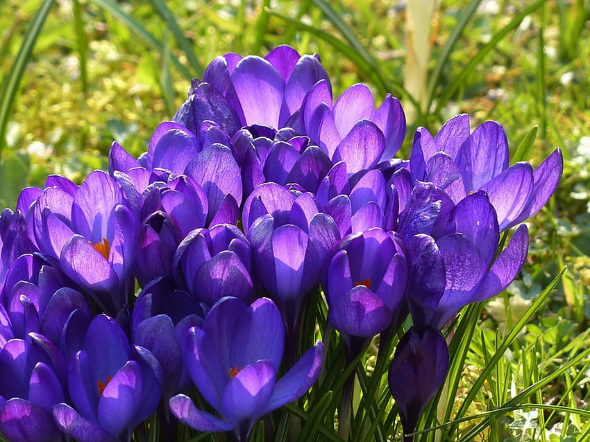 Lila Krokus, lila, Grafik, cool, Natur, Blumen HD-Hintergrundbild
