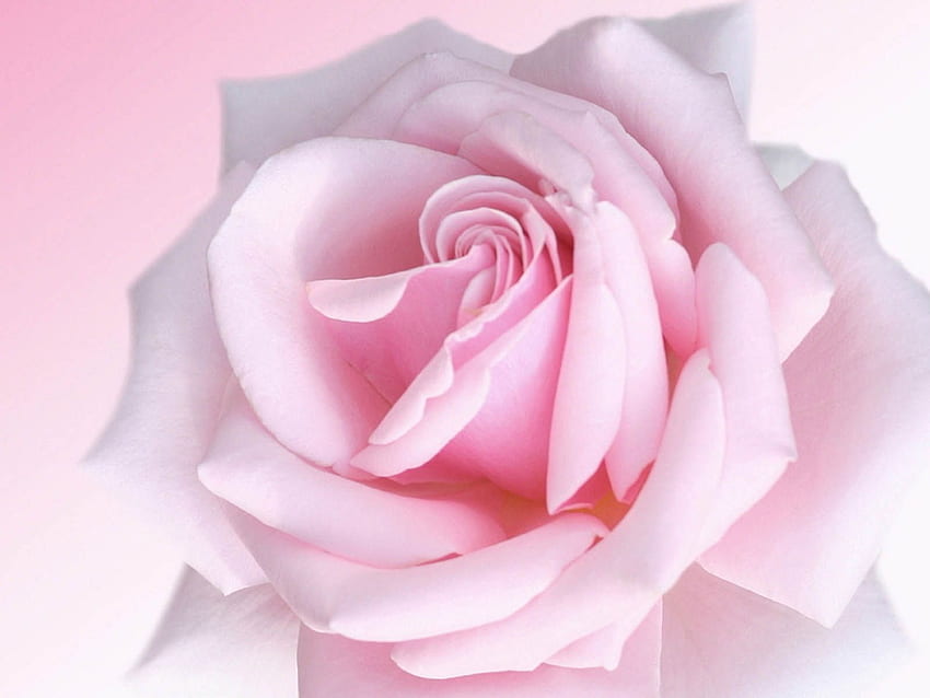 Rose Pink, Cross and Roses HD wallpaper