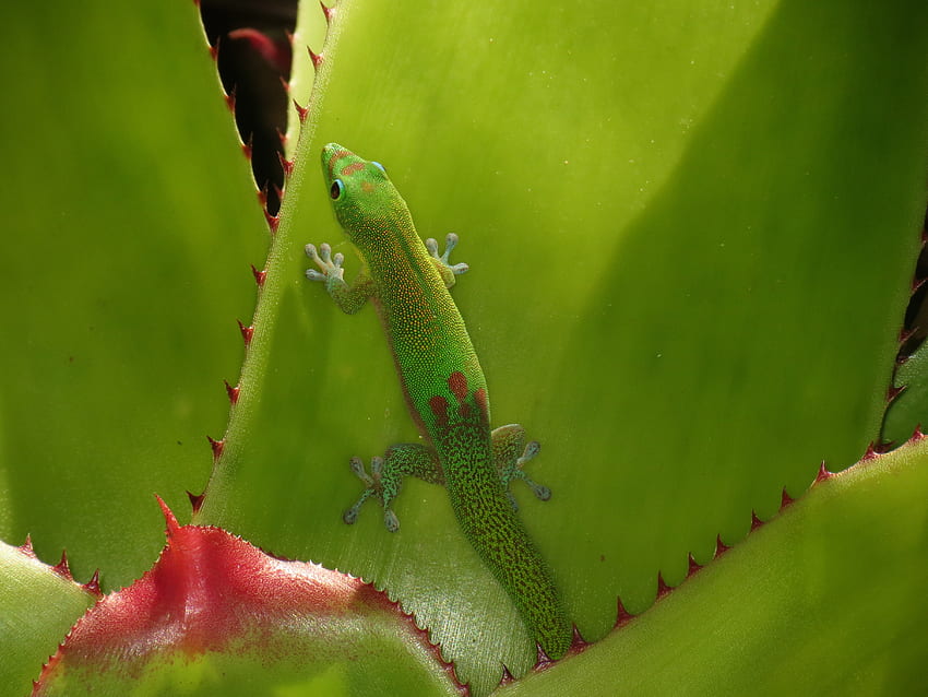 Animals, Lizard, Reptile, Gecko HD wallpaper