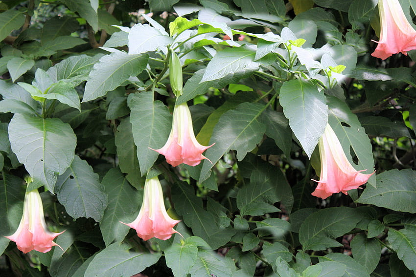 SEED Pack = = Pink Angels Trumpet- 5 種子 - 熱帯の花 - 経験豊富なガーデナー向け = コンテナプラントまたはアウトドアスタンダード - Brugmansia suaveolens = Serendipity Seeds= 説明を参照 高画質の壁紙