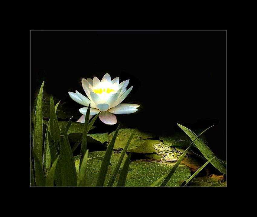 Welcome to my pad, water lilly, white and yellow, sunlight, lily pad, frogs HD wallpaper