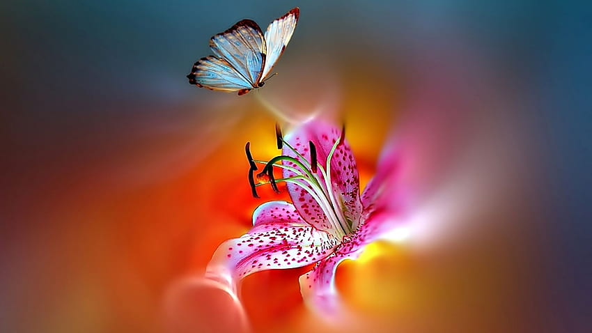 Lilies with Butterflies, Tiger Lily HD wallpaper