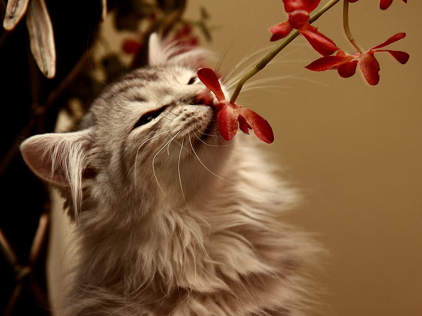 Animals, Flower, Kitty, Kitten, Smell HD wallpaper