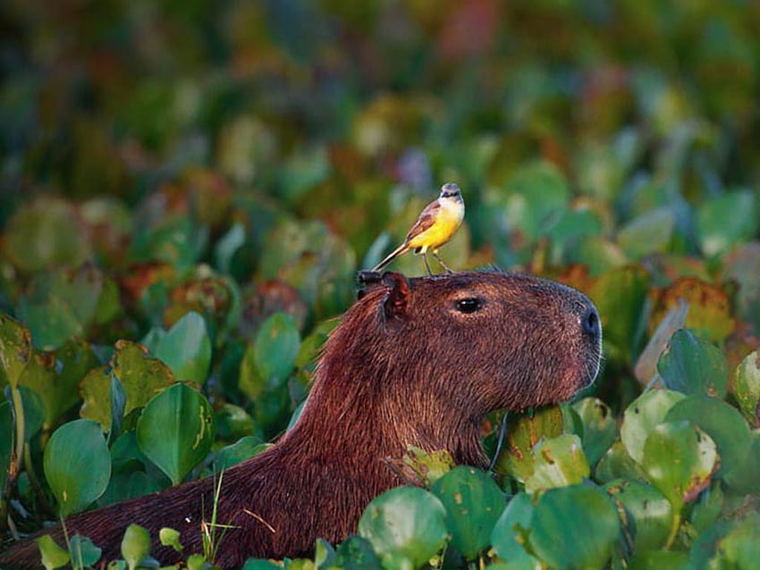 Capibara et arrière-plan, Capybara mignon Fond d'écran HD