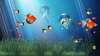 Animated Fish Wallpapers  Top Free Animated Fish Backgrounds   WallpaperAccess