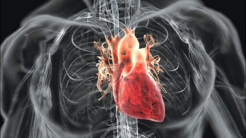 iPhone Human Heart - Novocom.top, Circulatory System HD wallpaper