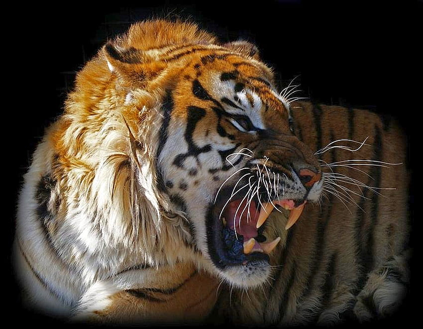 Angry Tiger, angry, tiger HD wallpaper | Pxfuel