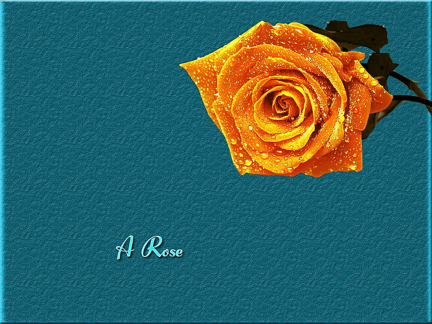 Golden Rose, golden, rose, yellow, raindrops, orange HD wallpaper Pxfuel