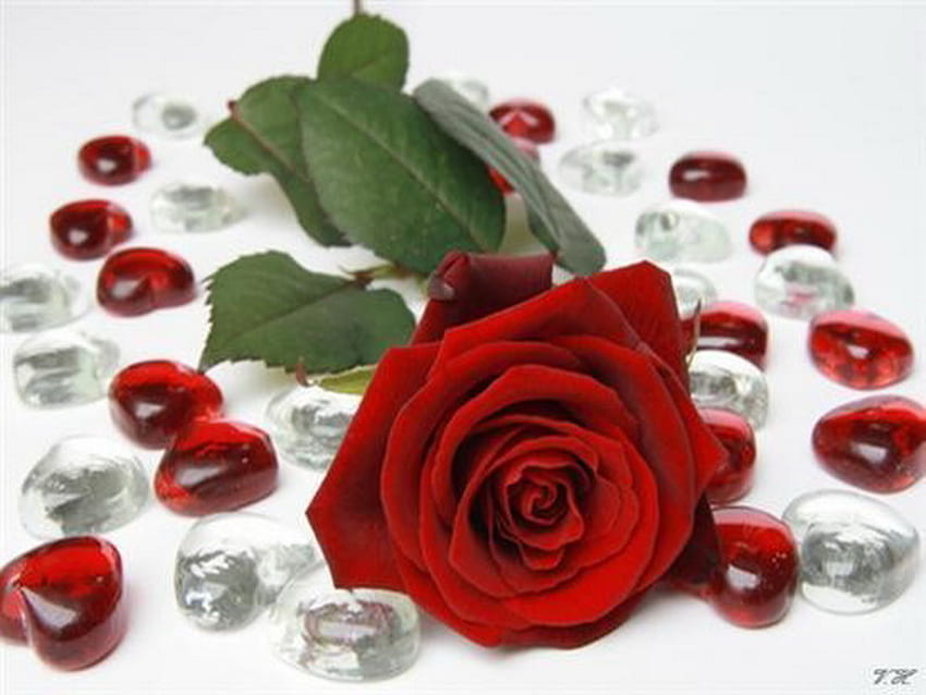 роза, сърца, стъкло, червено HD тапет