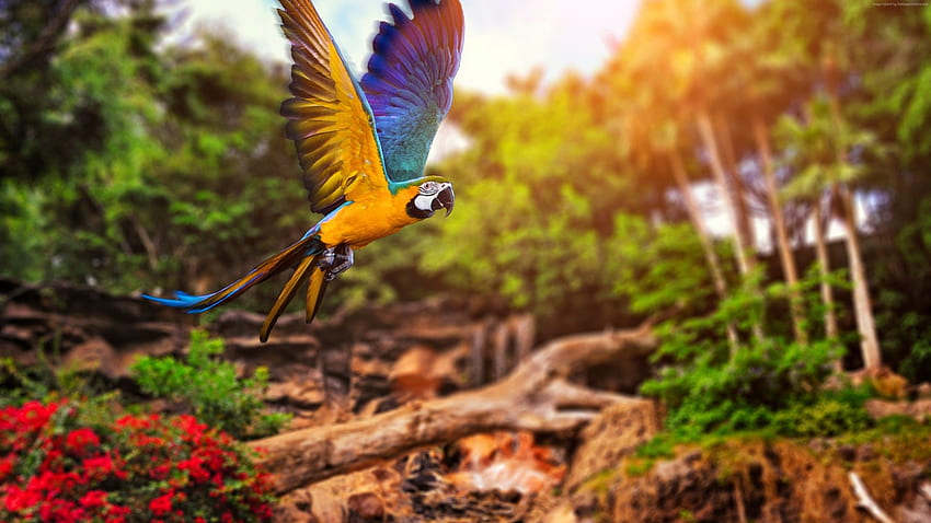 Colorful Parrot 1440P Resolution, Canon 5D Mark III 2560X1440 HD wallpaper  | Pxfuel