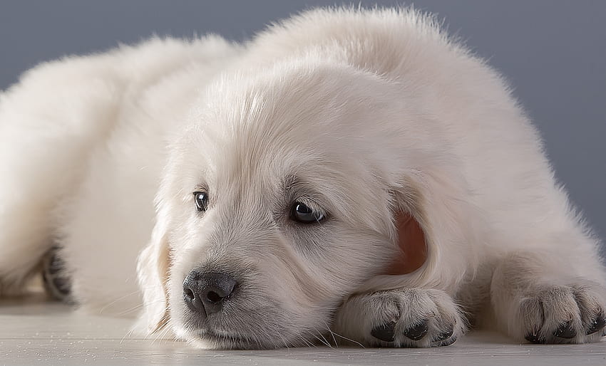 Puppy, animal, dog, cute, golden retriever, paw, caine HD wallpaper