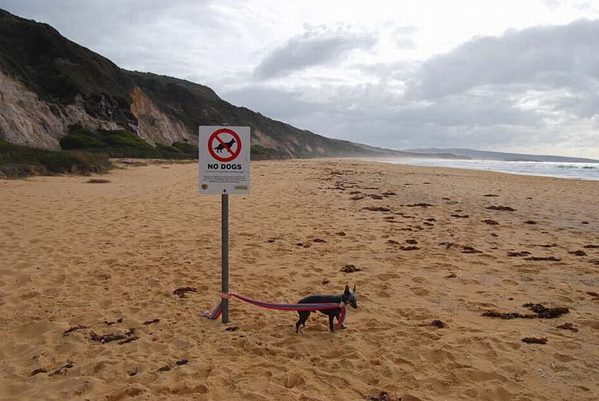 POOR LITTLE FELLOW, dog, sand, sign, beach HD wallpaper