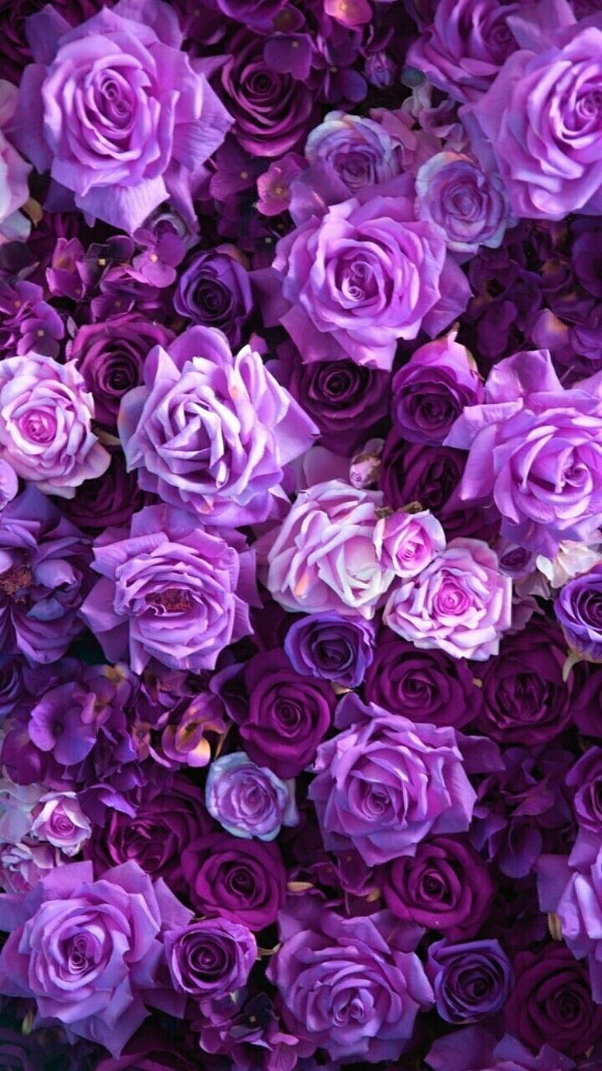 Purple Rose Aesthetic HD phone wallpaper