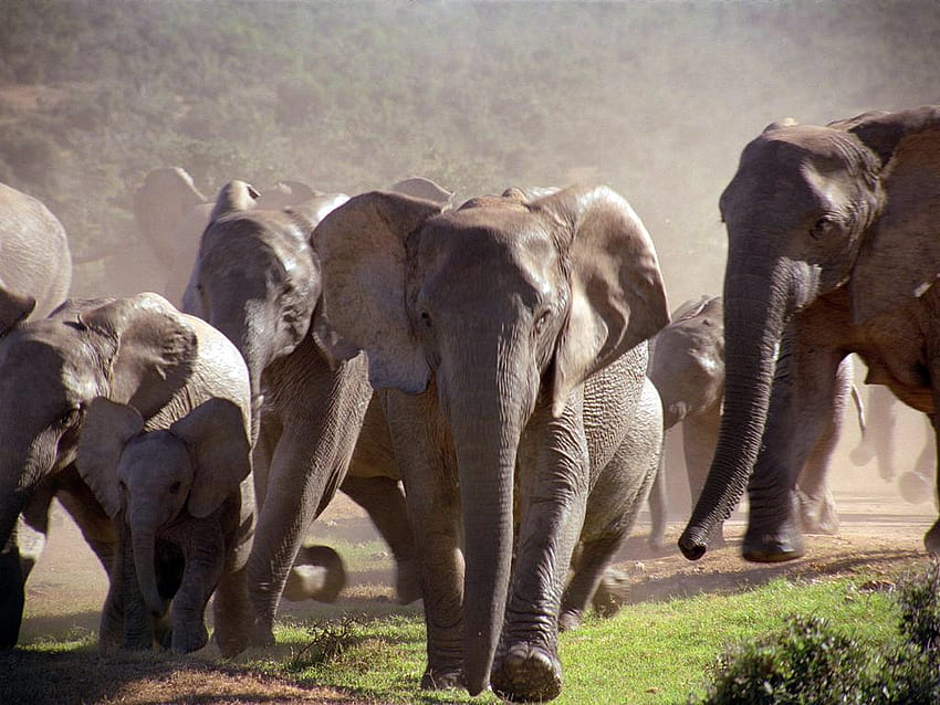 Elephants on the road, animal, crowd, elephants, wild life HD wallpaper