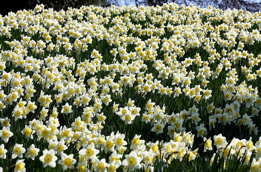 Flowers, Narcissussi, Polyana, Glade, Spring HD wallpaper