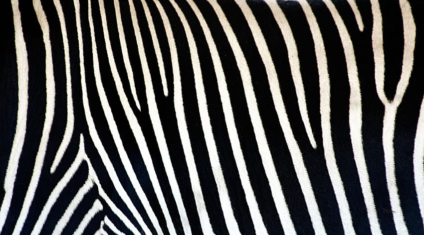 Zebra Computer, Zebra Print HD wallpaper | Pxfuel