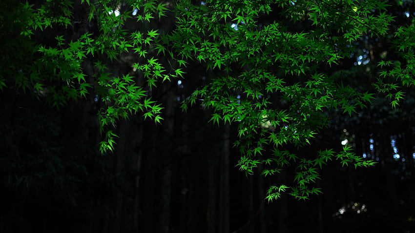 природа, зелено, клен, листа, дърво, клони, тъмен, фон, боке, тъмен фон на гората HD тапет