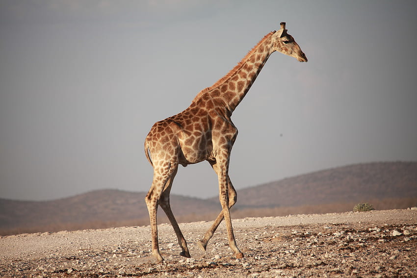 Animals, Stroll, Giraffe, Africa HD wallpaper