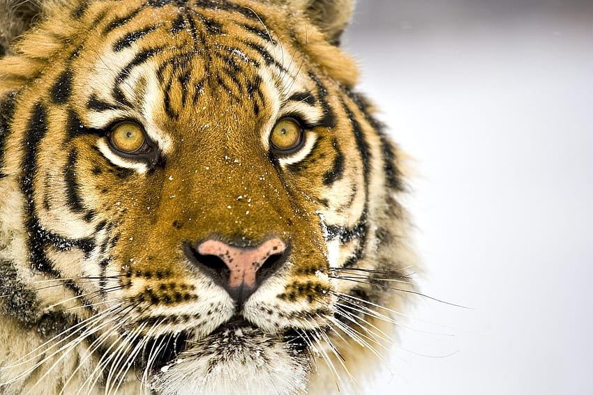 Animals, Muzzle, Striped, Predator, Big Cat, Tiger HD wallpaper