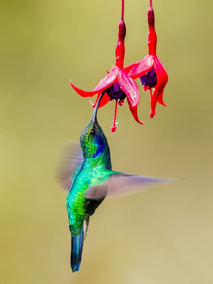 Colibrì [], colibrì Sfondo del telefono HD