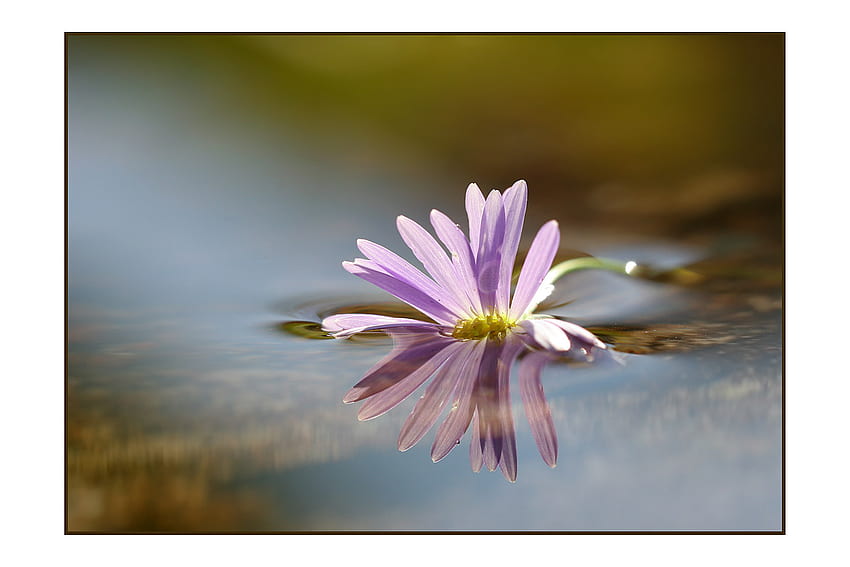 Pływający kwiat, zielony beż, odbicie, jasny fiolet, płatki, kwiat, woda Tapeta HD