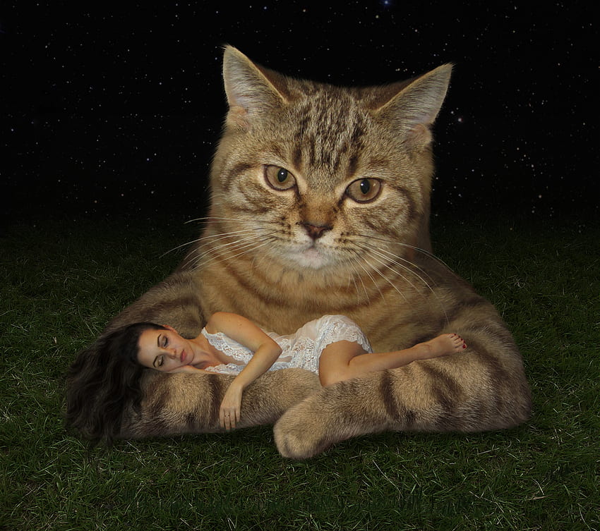 Nyaman, pisica, binatang, kreatif, fantasi, kucing, gadis, tidur Wallpaper HD