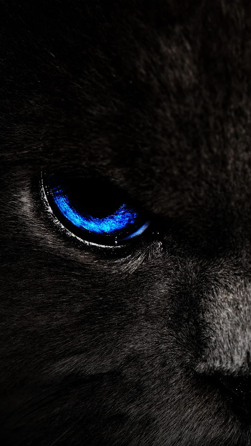 chat, yeux, bleu, regard, iphone sombre 8+/7+/6s+/pour fond de parallaxe, Eyes in Dark iPhone Fond d'écran de téléphone HD