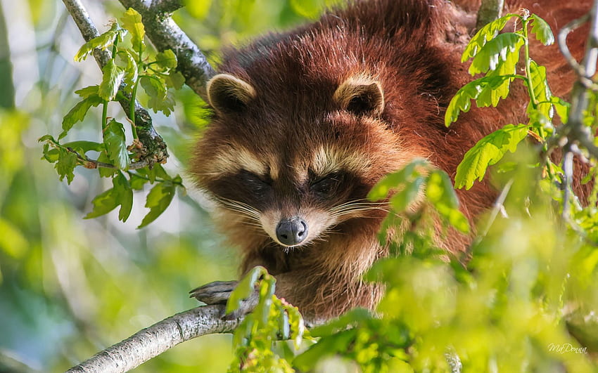 Little Raccoon Bandit Wajah, topeng, imut, rakun, binatang buas, musim semi, pohon, musim panas, coon, racoon, berbahaya Wallpaper HD