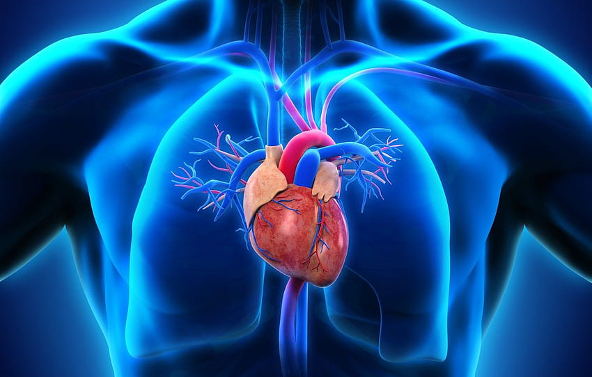 corazón, hombre, medicina, pulmones para, sección, Medical Heart fondo de pantalla