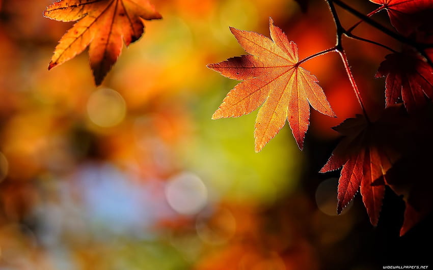 秋の背景Tumblrクール 高画質の壁紙