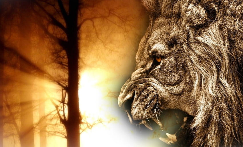 Angry lion 1080P 2K 4K 5K HD wallpapers free download  Wallpaper Flare