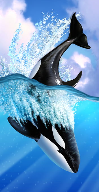 Orca HD wallpapers | Pxfuel
