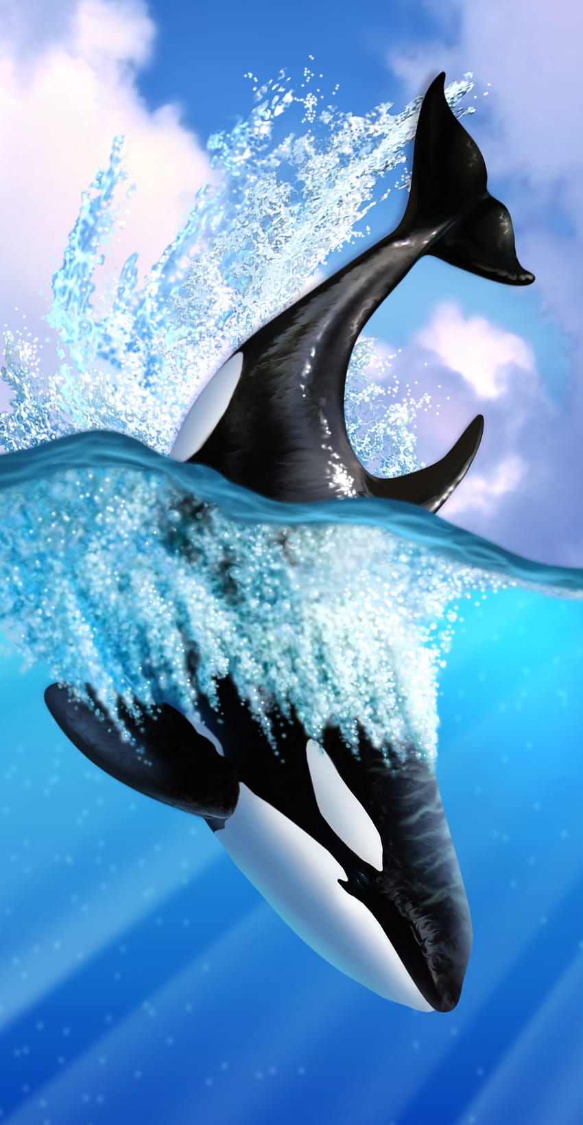 범고래 HD 전화 배경 화면
