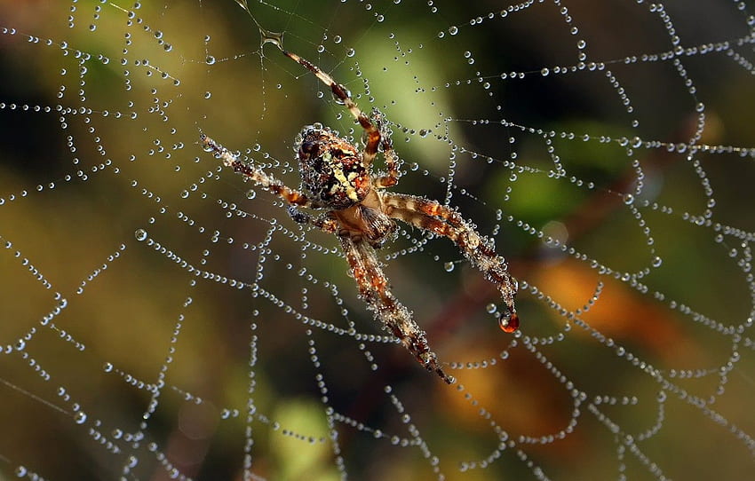 Rosa, web, Spider, insect for , section макро - HD wallpaper