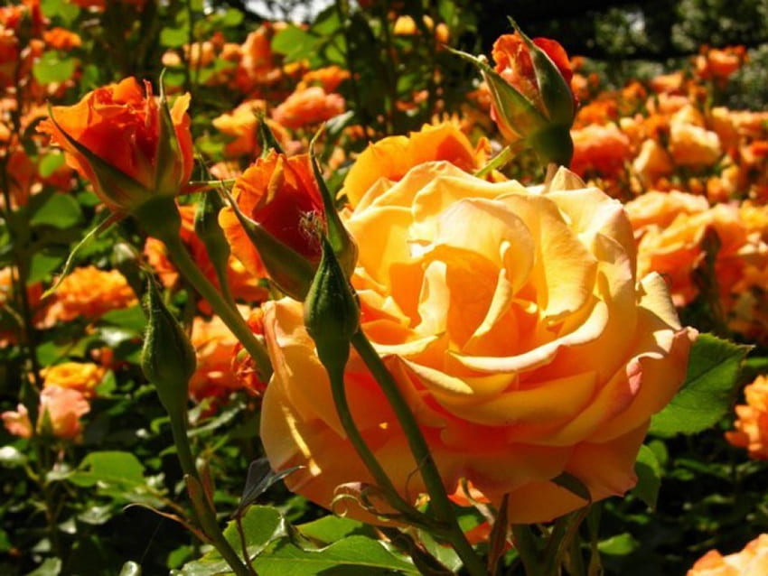 Rose Garden, rose, buds, yellow, garden, nature, flowers HD wallpaper