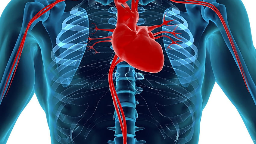 Description Human Heart And Circulatory System Background HD wallpaper