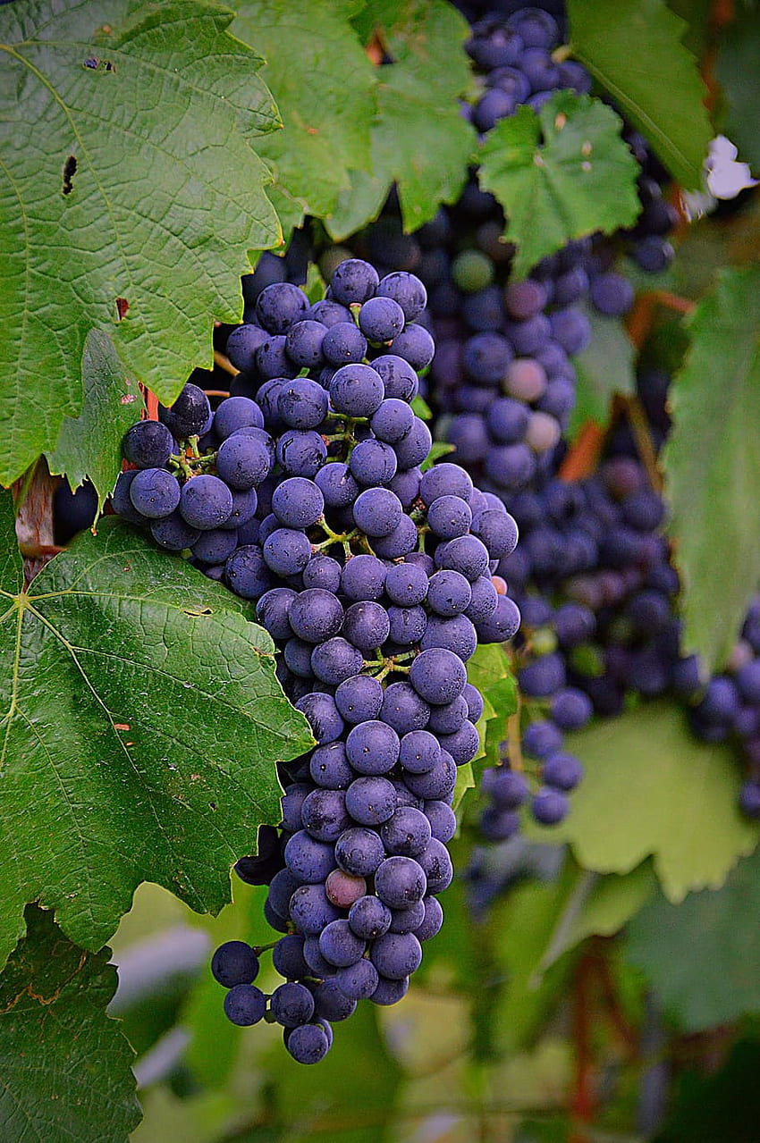 Cluster grape , , ,, Grapes HD phone wallpaper